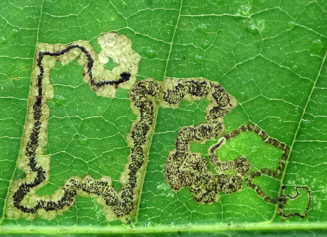 Leaf mine on Chestnut (Castanea sp.) Isn&#039;t the frass pattern in this mine gorgeous?!<br />
<br />
Maybe Stigmella sp.?<br />
<br />
Habitat: Chestnut leaf Castanea,Fall,Geotagged,Stigmella,United States,chestnut,leaf mine,leaf miner,linear mine