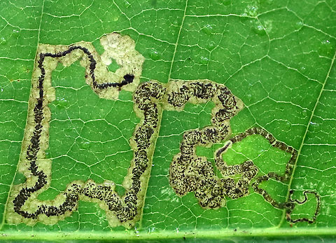 Leaf mine on Chestnut (Castanea sp.) Isn't the frass pattern in this mine gorgeous?!

Maybe Stigmella sp.?

Habitat: Chestnut leaf Castanea,Fall,Geotagged,Stigmella,United States,chestnut,leaf mine,leaf miner,linear mine