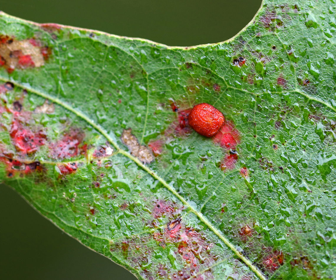 Polystepha pilulae Gall on Oak (Quercus sp.) Hard gall on upper surface of an oak leaf<br />
<br />
Habitat: Deciduous forest<br />
<figure class="photo"><a href="https://www.jungledragon.com/image/92960/polystepha_pilulae_gall_on_oak_quercus_sp.html" title="Polystepha pilulae Gall on Oak (Quercus sp.)"><img src="https://s3.amazonaws.com/media.jungledragon.com/images/3232/92960_thumb.jpg?AWSAccessKeyId=05GMT0V3GWVNE7GGM1R2&Expires=1759968010&Signature=DB%2BxT1Eyrp5RKRzC6sblhK7%2BAVM%3D" width="200" height="164" alt="Polystepha pilulae Gall on Oak (Quercus sp.) Hard gall on upper surface of an oak leaf<br />
<br />
Habitat: Deciduous forest<br />
https://www.jungledragon.com/image/92959/polystepha_pilulae_gall_on_oak_quercus_sp.html Fall,Geotagged,Polystepha pilulae,United States" /></a></figure> Fall,Geotagged,Polystepha,Polystepha pilulae,United States,gall