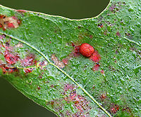 Polystepha pilulae Gall on Oak (Quercus sp.) Hard gall on upper surface of an oak leaf<br />
<br />
Habitat: Deciduous forest<br />
https://www.jungledragon.com/image/92960/polystepha_pilulae_gall_on_oak_quercus_sp.html Fall,Geotagged,Polystepha,Polystepha pilulae,United States,gall