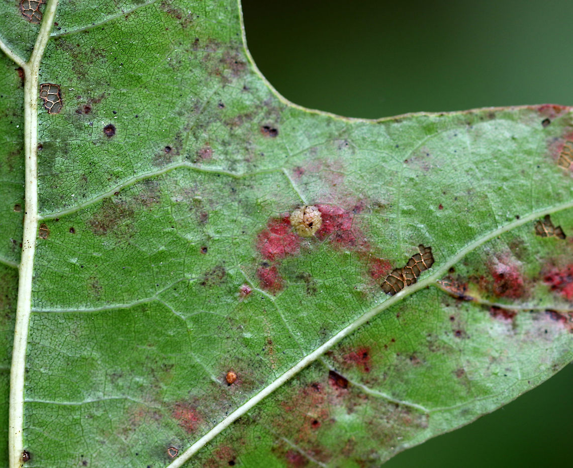 Polystepha pilulae Gall on Oak (Quercus sp.) Hard gall on upper surface of an oak leaf<br />
<br />
Habitat: Deciduous forest<br />
<figure class="photo"><a href="https://www.jungledragon.com/image/92959/polystepha_pilulae_gall_on_oak_quercus_sp.html" title="Polystepha pilulae Gall on Oak (Quercus sp.)"><img src="https://s3.amazonaws.com/media.jungledragon.com/images/3232/92959_thumb.jpg?AWSAccessKeyId=05GMT0V3GWVNE7GGM1R2&Expires=1759968010&Signature=plxSozpZ2Qf1TXB47f2ycI4Mro4%3D" width="200" height="168" alt="Polystepha pilulae Gall on Oak (Quercus sp.) Hard gall on upper surface of an oak leaf<br />
<br />
Habitat: Deciduous forest<br />
https://www.jungledragon.com/image/92960/polystepha_pilulae_gall_on_oak_quercus_sp.html Fall,Geotagged,Polystepha,Polystepha pilulae,United States,gall" /></a></figure> Fall,Geotagged,Polystepha pilulae,United States