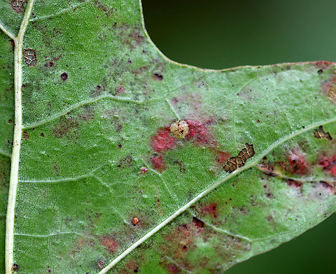 Polystepha pilulae Gall on Oak (Quercus sp.) Hard gall on upper surface of an oak leaf

Habitat: Deciduous forest
https://www.jungledragon.com/image/92959/polystepha_pilulae_gall_on_oak_quercus_sp.html Fall,Geotagged,Polystepha pilulae,United States