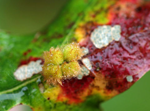 Callirhytis furva Galls on Oak (Quercus sp.) Small galls growing in clusters on the upperside of oak leaves. They were about 3 mm wide and had short, brown hairs.

Habitat: Oak tree bordering a meadow Callirhytis furva,Fall,Furry Oak Leaf Gall Wasp,Geotagged,United States,galls