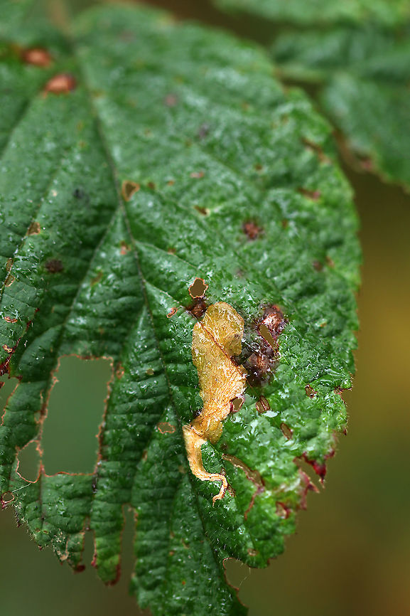 Coptotriche aenea The mine begins near the edge of the leaf, making a thin, linear mine until their second molt, at which point the mine widens to a blotch.<br />
<br />
Habitat: Rubus sp.<br />
<figure class="photo"><a href="https://www.jungledragon.com/image/92969/coptotriche_aenea.html" title="Coptotriche aenea"><img src="https://s3.amazonaws.com/media.jungledragon.com/images/3232/92969_thumb.jpg?AWSAccessKeyId=05GMT0V3GWVNE7GGM1R2&Expires=1759968010&Signature=pM0xSR7%2B1Rw352c%2Bk7BPXiGxcho%3D" width="124" height="152" alt="Coptotriche aenea The mine begins near the edge of the leaf, making a thin, linear mine until their second molt, at which point the mine widens to a blotch.<br />
<br />
Habitat: Rubus sp.<br />
https://www.jungledragon.com/image/92968/agromyza_aristata.html Coptotriche aenea,Fall,Geotagged,United States" /></a></figure> Coptotriche aenea,Fall,Geotagged,United States,leaf mine,leaf miner,linear blotch mine