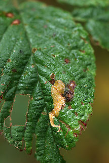 Coptotriche aenea The mine begins near the edge of the leaf, making a thin, linear mine until their second molt, at which point the mine widens to a blotch.

Habitat: Rubus sp.
https://www.jungledragon.com/image/92969/agromyza_aristata.html Coptotriche aenea,Fall,Geotagged,United States,leaf mine,leaf miner,linear blotch mine