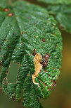 Coptotriche aenea The mine begins near the edge of the leaf, making a thin, linear mine until their second molt, at which point the mine widens to a blotch.<br />
<br />
Habitat: Rubus sp.<br />
https://www.jungledragon.com/image/92969/agromyza_aristata.html Coptotriche aenea,Fall,Geotagged,United States,leaf mine,leaf miner,linear blotch mine