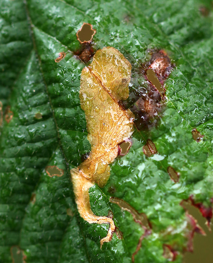 Coptotriche aenea The mine begins near the edge of the leaf, making a thin, linear mine until their second molt, at which point the mine widens to a blotch.<br />
<br />
Habitat: Rubus sp.<br />
<figure class="photo"><a href="https://www.jungledragon.com/image/92968/coptotriche_aenea.html" title="Coptotriche aenea"><img src="https://s3.amazonaws.com/media.jungledragon.com/images/3232/92968_thumb.jpg?AWSAccessKeyId=05GMT0V3GWVNE7GGM1R2&Expires=1769040010&Signature=sdnarO3LPGSv%2Bh9OS6bPtqa9wF8%3D" width="102" height="152" alt="Coptotriche aenea The mine begins near the edge of the leaf, making a thin, linear mine until their second molt, at which point the mine widens to a blotch.<br />
<br />
Habitat: Rubus sp.<br />
https://www.jungledragon.com/image/92969/agromyza_aristata.html Coptotriche aenea,Fall,Geotagged,United States,leaf mine,leaf miner,linear blotch mine" /></a></figure> Coptotriche aenea,Fall,Geotagged,United States