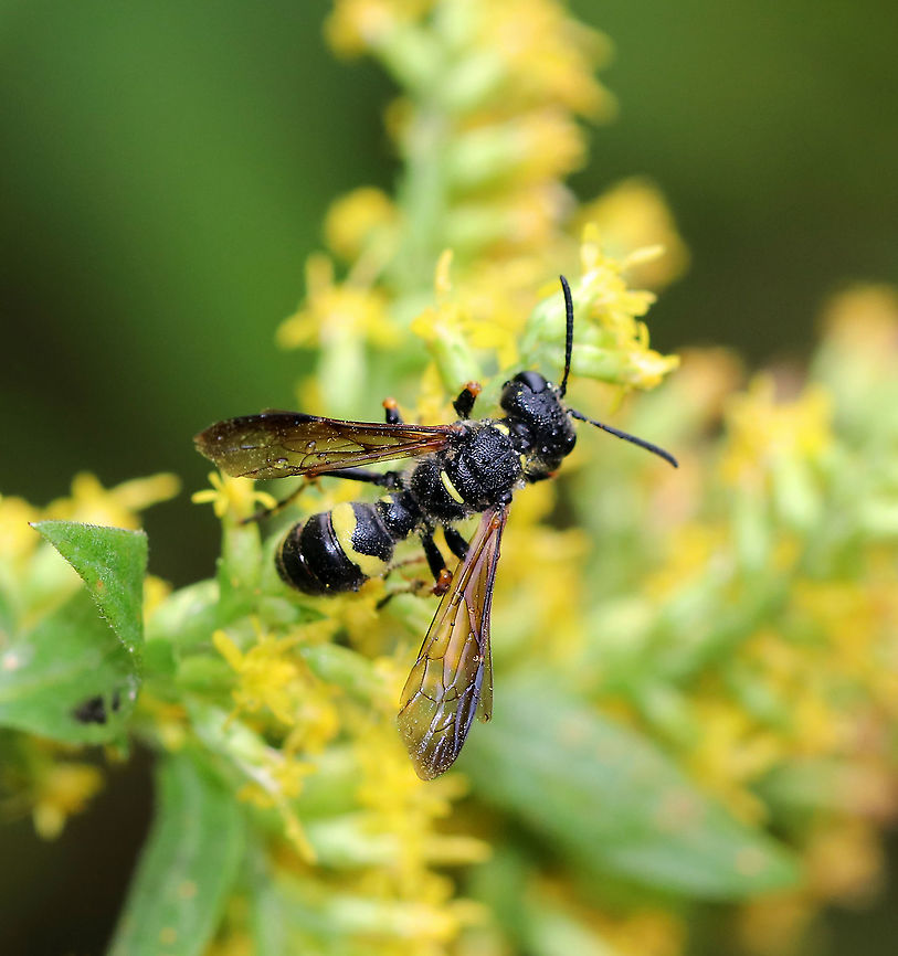 Cerceris fumipennis Ground nesting wasp that preys mostly on adult metallic woodborer beetles (Buprestidae), including emerald ash borers (EAB), which are invasive and highly destructive. This species of wasp is being used to detect the presence of the EAB. <br />
<br />
Habitat: forest edge<br />
<figure class="photo"><a href="https://www.jungledragon.com/image/92976/smokey-winged_beetle_bandit_wasp_-_cerceris_fumipennis.html" title="Smokey-winged Beetle Bandit Wasp - Cerceris fumipennis"><img src="https://s3.amazonaws.com/media.jungledragon.com/images/3232/92976_thumb.jpg?AWSAccessKeyId=05GMT0V3GWVNE7GGM1R2&Expires=1759968010&Signature=5iwkWWUeFR8Hong6n97wLmv8SDU%3D" width="138" height="152" alt="Smokey-winged Beetle Bandit Wasp - Cerceris fumipennis Ground nesting wasp that preys mostly on adult metallic woodborer beetles (Buprestidae), including emerald ash borers (EAB), which are invasive and highly destructive. This species of wasp is being used to detect the presence of the EAB.<br />
<br />
Habitat: forest edge<br />
https://www.jungledragon.com/image/92975/cerceris_fumipennis.html Cerceris fumipennis,Fall,Geotagged,Smokey-winged Beetle Bandit Wasp,United States,wasp" /></a></figure> Cerceris,Cerceris fumipennis,Crabronidae,Fall,Geotagged,United States,wasp