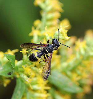 Cerceris fumipennis Ground nesting wasp that preys mostly on adult metallic woodborer beetles (Buprestidae), including emerald ash borers (EAB), which are invasive and highly destructive. This species of wasp is being used to detect the presence of the EAB. 

Habitat: forest edge
https://www.jungledragon.com/image/92976/cerceris_fumipennis.html Cerceris,Cerceris fumipennis,Crabronidae,Fall,Geotagged,United States,wasp