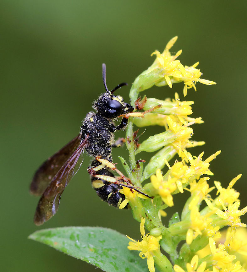 Smokey-winged Beetle Bandit Wasp - Cerceris fumipennis Ground nesting wasp that preys mostly on adult metallic woodborer beetles (Buprestidae), including emerald ash borers (EAB), which are invasive and highly destructive. This species of wasp is being used to detect the presence of the EAB.<br />
<br />
Habitat: forest edge<br />
<figure class="photo"><a href="https://www.jungledragon.com/image/92975/cerceris_fumipennis.html" title="Cerceris fumipennis"><img src="https://s3.amazonaws.com/media.jungledragon.com/images/3232/92975_thumb.jpg?AWSAccessKeyId=05GMT0V3GWVNE7GGM1R2&Expires=1769040010&Signature=4Qy9vo34OqZSQs9%2BHr92SRXZK3k%3D" width="144" height="152" alt="Cerceris fumipennis Ground nesting wasp that preys mostly on adult metallic woodborer beetles (Buprestidae), including emerald ash borers (EAB), which are invasive and highly destructive. This species of wasp is being used to detect the presence of the EAB. <br />
<br />
Habitat: forest edge<br />
https://www.jungledragon.com/image/92976/cerceris_fumipennis.html Cerceris,Cerceris fumipennis,Crabronidae,Fall,Geotagged,United States,wasp" /></a></figure> Cerceris fumipennis,Fall,Geotagged,Smokey-winged Beetle Bandit Wasp,United States,wasp