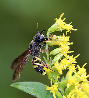Smokey-winged Beetle Bandit Wasp - Cerceris fumipennis Ground nesting wasp that preys mostly on adult metallic woodborer beetles (Buprestidae), including emerald ash borers (EAB), which are invasive and highly destructive. This species of wasp is being used to detect the presence of the EAB.

Habitat: forest edge
https://www.jungledragon.com/image/92975/cerceris_fumipennis.html Cerceris fumipennis,Fall,Geotagged,Smokey-winged Beetle Bandit Wasp,United States,wasp