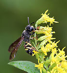 Smokey-winged Beetle Bandit Wasp - Cerceris fumipennis Ground nesting wasp that preys mostly on adult metallic woodborer beetles (Buprestidae), including emerald ash borers (EAB), which are invasive and highly destructive. This species of wasp is being used to detect the presence of the EAB.<br />
<br />
Habitat: forest edge<br />
https://www.jungledragon.com/image/92975/cerceris_fumipennis.html Cerceris fumipennis,Fall,Geotagged,Smokey-winged Beetle Bandit Wasp,United States,wasp
