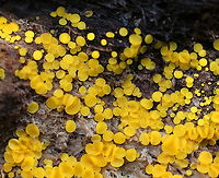 Yellow Fairy Cups - Bisporella citrina They were about 1-2 mm in diameter<br />
<br />
Habitat: Growing on rotting wood in a deciduous forest Bisporella,Bisporella citrina,Fall,Geotagged,Lemon Disco,United States,cup fungus,fungus,yellow,yellow fairy cups