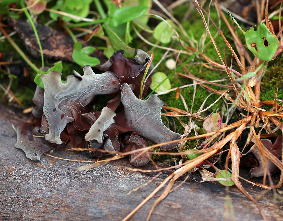Wood Ear - Auricularia angiospermarum *Species ID is tentative*<br />
<br />
Old, crusty, ear-shaped fruiting bodies.<br />
<br />
Habitat: Rotting wood<br />
<figure class="photo"><a href="https://www.jungledragon.com/image/92991/wood_ear_-_auricularia_angiospermarum.html" title="Wood Ear - Auricularia angiospermarum"><img src="https://s3.amazonaws.com/media.jungledragon.com/images/3232/92991_thumb.jpg?AWSAccessKeyId=05GMT0V3GWVNE7GGM1R2&Expires=1769040010&Signature=aKuGx1gcsmZ87umbysVvxPheFf4%3D" width="200" height="162" alt="Wood Ear - Auricularia angiospermarum *Species ID is tentative*<br />
<br />
Old, crusty, ear-shaped fruiting bodies.<br />
<br />
Habitat: Rotting wood<br />
https://www.jungledragon.com/image/92989/wood_ear_-_auricularia_angiospermarum.html<br />
https://www.jungledragon.com/image/92990/wood_ear_-_auricularia_angiospermarum.html Auricularia angiospermarum,Fall,Geotagged,United States" /></a></figure><br />
<figure class="photo"><a href="https://www.jungledragon.com/image/92990/wood_ear_-_auricularia_angiospermarum.html" title="Wood Ear - Auricularia angiospermarum"><img src="https://s3.amazonaws.com/media.jungledragon.com/images/3232/92990_thumb.jpg?AWSAccessKeyId=05GMT0V3GWVNE7GGM1R2&Expires=1769040010&Signature=H4XzJvZzBvzw49B%2FJOZUtYvSWuQ%3D" width="200" height="160" alt="Wood Ear - Auricularia angiospermarum *Species ID is tentative*<br />
<br />
Old, crusty, ear-shaped fruiting bodies.<br />
<br />
Habitat: Rotting wood<br />
https://www.jungledragon.com/image/92989/wood_ear_-_auricularia_angiospermarum.html<br />
https://www.jungledragon.com/image/92991/wood_ear_-_auricularia_angiospermarum.html Auricularia angiospermarum,Fall,Geotagged,United States" /></a></figure> Auricularia,Auricularia angiospermarum,Fall,Geotagged,United States,fungus,mushrooms