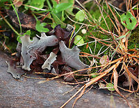 Wood Ear - Auricularia angiospermarum *Species ID is tentative*<br />
<br />
Old, crusty, ear-shaped fruiting bodies.<br />
<br />
Habitat: Rotting wood<br />
https://www.jungledragon.com/image/92991/wood_ear_-_auricularia_angiospermarum.html<br />
https://www.jungledragon.com/image/92990/wood_ear_-_auricularia_angiospermarum.html Auricularia,Auricularia angiospermarum,Fall,Geotagged,United States,fungus,mushrooms