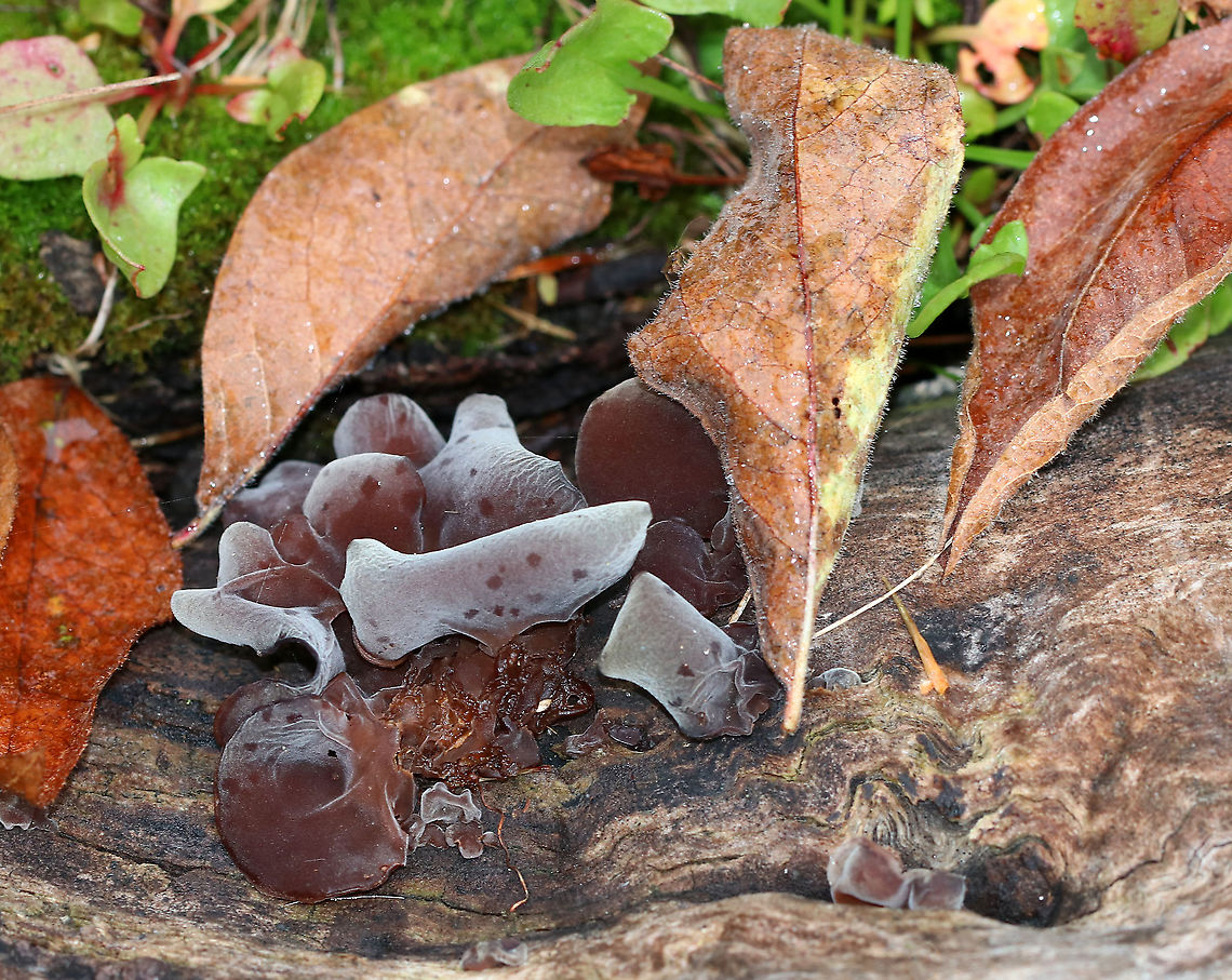 Wood Ear - Auricularia angiospermarum *Species ID is tentative*<br />
<br />
Old, crusty, ear-shaped fruiting bodies.<br />
<br />
Habitat: Rotting wood<br />
<figure class="photo"><a href="https://www.jungledragon.com/image/92989/wood_ear_-_auricularia_angiospermarum.html" title="Wood Ear - Auricularia angiospermarum"><img src="https://s3.amazonaws.com/media.jungledragon.com/images/3232/92989_thumb.jpg?AWSAccessKeyId=05GMT0V3GWVNE7GGM1R2&Expires=1769040010&Signature=xLW6kh2fALFrkWE7aID6nVdCtvc%3D" width="200" height="158" alt="Wood Ear - Auricularia angiospermarum *Species ID is tentative*<br />
<br />
Old, crusty, ear-shaped fruiting bodies.<br />
<br />
Habitat: Rotting wood<br />
https://www.jungledragon.com/image/92991/wood_ear_-_auricularia_angiospermarum.html<br />
https://www.jungledragon.com/image/92990/wood_ear_-_auricularia_angiospermarum.html Auricularia,Auricularia angiospermarum,Fall,Geotagged,United States,fungus,mushrooms" /></a></figure><br />
<figure class="photo"><a href="https://www.jungledragon.com/image/92991/wood_ear_-_auricularia_angiospermarum.html" title="Wood Ear - Auricularia angiospermarum"><img src="https://s3.amazonaws.com/media.jungledragon.com/images/3232/92991_thumb.jpg?AWSAccessKeyId=05GMT0V3GWVNE7GGM1R2&Expires=1769040010&Signature=aKuGx1gcsmZ87umbysVvxPheFf4%3D" width="200" height="162" alt="Wood Ear - Auricularia angiospermarum *Species ID is tentative*<br />
<br />
Old, crusty, ear-shaped fruiting bodies.<br />
<br />
Habitat: Rotting wood<br />
https://www.jungledragon.com/image/92989/wood_ear_-_auricularia_angiospermarum.html<br />
https://www.jungledragon.com/image/92990/wood_ear_-_auricularia_angiospermarum.html Auricularia angiospermarum,Fall,Geotagged,United States" /></a></figure> Auricularia angiospermarum,Fall,Geotagged,United States