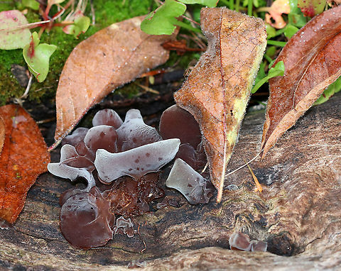 Wood Ear - Auricularia angiospermarum *Species ID is tentative*

Old, crusty, ear-shaped fruiting bodies.

Habitat: Rotting wood
https://www.jungledragon.com/image/92989/wood_ear_-_auricularia_angiospermarum.html
https://www.jungledragon.com/image/92991/wood_ear_-_auricularia_angiospermarum.html Auricularia angiospermarum,Fall,Geotagged,United States