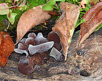 Wood Ear - Auricularia angiospermarum *Species ID is tentative*<br />
<br />
Old, crusty, ear-shaped fruiting bodies.<br />
<br />
Habitat: Rotting wood<br />
https://www.jungledragon.com/image/92989/wood_ear_-_auricularia_angiospermarum.html<br />
https://www.jungledragon.com/image/92991/wood_ear_-_auricularia_angiospermarum.html Auricularia angiospermarum,Fall,Geotagged,United States