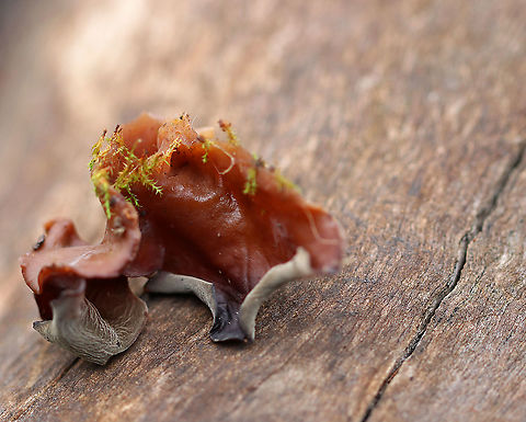 Wood Ear - Auricularia angiospermarum *Species ID is tentative*

Old, crusty, ear-shaped fruiting bodies.

Habitat: Rotting wood
https://www.jungledragon.com/image/92989/wood_ear_-_auricularia_angiospermarum.html
https://www.jungledragon.com/image/92990/wood_ear_-_auricularia_angiospermarum.html Auricularia angiospermarum,Fall,Geotagged,United States
