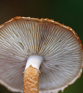 Decorated Pholiota - Leucopholiota decorosa Cream colored cap that was covered with conspicuous orange/brown scales. Gills were crowded, white, and attached to the stem. Stem similar to the cap. The cap was dry. No odor detected.

Habitat: Growing on rotting wood in a deciduous forest
https://www.jungledragon.com/image/93043/decorated_pholiota_stem_-_leucopholiota_decorosa.html
https://www.jungledragon.com/image/93042/decorated_pholiota_cap_-_leucopholiota_decorosa.html
 Decorated pholiota,Fall,Geotagged,Leucopholiota,Leucopholiota decorosa,United States,fungus,mushroom