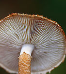 Decorated Pholiota - Leucopholiota decorosa Cream colored cap that was covered with conspicuous orange/brown scales. Gills were crowded, white, and attached to the stem. Stem similar to the cap. The cap was dry. No odor detected.<br />
<br />
Habitat: Growing on rotting wood in a deciduous forest<br />
https://www.jungledragon.com/image/93043/decorated_pholiota_stem_-_leucopholiota_decorosa.html<br />
https://www.jungledragon.com/image/93042/decorated_pholiota_cap_-_leucopholiota_decorosa.html<br />
Decorated pholiota,Fall,Geotagged,Leucopholiota,Leucopholiota decorosa,United States,fungus,mushroom