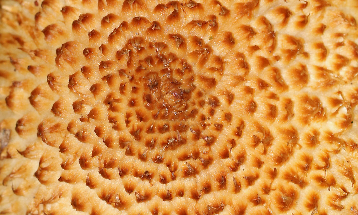 Decorated Pholiota (Cap) - Leucopholiota decorosa Cream colored cap that was covered with conspicuous orange/brown scales. Gills were crowded, white, and attached to the stem. Stem similar to the cap. The cap was dry. No odor detected.<br />
<br />
Habitat: Growing on rotting wood in a deciduous forest<br />
<figure class="photo"><a href="https://www.jungledragon.com/image/93041/decorated_pholiota_-_leucopholiota_decorosa.html" title="Decorated Pholiota - Leucopholiota decorosa"><img src="https://s3.amazonaws.com/media.jungledragon.com/images/3232/93041_thumb.jpg?AWSAccessKeyId=05GMT0V3GWVNE7GGM1R2&Expires=1763596810&Signature=JbziLe9%2BfhuGiXHjnx0fHlFLy8Y%3D" width="138" height="152" alt="Decorated Pholiota - Leucopholiota decorosa Cream colored cap that was covered with conspicuous orange/brown scales. Gills were crowded, white, and attached to the stem. Stem similar to the cap. The cap was dry. No odor detected.<br />
<br />
Habitat: Growing on rotting wood in a deciduous forest<br />
https://www.jungledragon.com/image/93043/decorated_pholiota_stem_-_leucopholiota_decorosa.html<br />
https://www.jungledragon.com/image/93042/decorated_pholiota_cap_-_leucopholiota_decorosa.html<br />
Decorated pholiota,Fall,Geotagged,Leucopholiota,Leucopholiota decorosa,United States,fungus,mushroom" /></a></figure><br />
<figure class="photo"><a href="https://www.jungledragon.com/image/93043/decorated_pholiota_stem_-_leucopholiota_decorosa.html" title="Decorated Pholiota (Stem) - Leucopholiota decorosa"><img src="https://s3.amazonaws.com/media.jungledragon.com/images/3232/93043_thumb.jpg?AWSAccessKeyId=05GMT0V3GWVNE7GGM1R2&Expires=1763596810&Signature=JpTRn45tvJerGMyQbAfZGI8Z5CM%3D" width="200" height="114" alt="Decorated Pholiota (Stem) - Leucopholiota decorosa Cream colored cap that was covered with conspicuous orange/brown scales. Gills were crowded, white, and attached to the stem. Stem similar to the cap. The cap was dry. No odor detected.<br />
<br />
Habitat: Growing on rotting wood in a deciduous forest<br />
https://www.jungledragon.com/image/93041/decorated_pholiota_-_leucopholiota_decorosa.html<br />
https://www.jungledragon.com/image/93042/decorated_pholiota_cap_-_leucopholiota_decorosa.html Decorated pholiota,Fall,Geotagged,Leucopholiota decorosa,United States" /></a></figure> Decorated pholiota,Fall,Geotagged,Leucopholiota decorosa,United States
