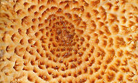 Decorated Pholiota (Cap) - Leucopholiota decorosa Cream colored cap that was covered with conspicuous orange/brown scales. Gills were crowded, white, and attached to the stem. Stem similar to the cap. The cap was dry. No odor detected.<br />
<br />
Habitat: Growing on rotting wood in a deciduous forest<br />
https://www.jungledragon.com/image/93041/decorated_pholiota_-_leucopholiota_decorosa.html<br />
https://www.jungledragon.com/image/93043/decorated_pholiota_stem_-_leucopholiota_decorosa.html Decorated pholiota,Fall,Geotagged,Leucopholiota decorosa,United States