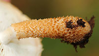 Decorated Pholiota (Stem) - Leucopholiota decorosa Cream colored cap that was covered with conspicuous orange/brown scales. Gills were crowded, white, and attached to the stem. Stem similar to the cap. The cap was dry. No odor detected.<br />
<br />
Habitat: Growing on rotting wood in a deciduous forest<br />
https://www.jungledragon.com/image/93041/decorated_pholiota_-_leucopholiota_decorosa.html<br />
https://www.jungledragon.com/image/93042/decorated_pholiota_cap_-_leucopholiota_decorosa.html Decorated pholiota,Fall,Geotagged,Leucopholiota decorosa,United States