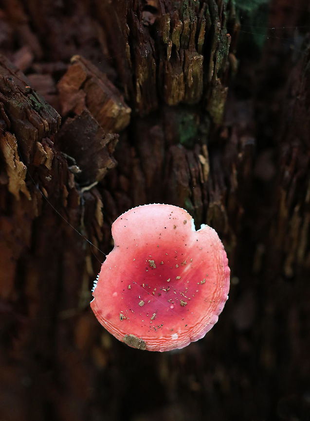 Mushroom - Russula sp. Habitat: Growing on rotting wood in a mixed forest Fall,Geotagged,Russula,United States,fungus,mushroom,pink