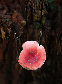 Mushroom - Russula sp. Habitat: Growing on rotting wood in a mixed forest Fall,Geotagged,Russula,United States,fungus,mushroom,pink