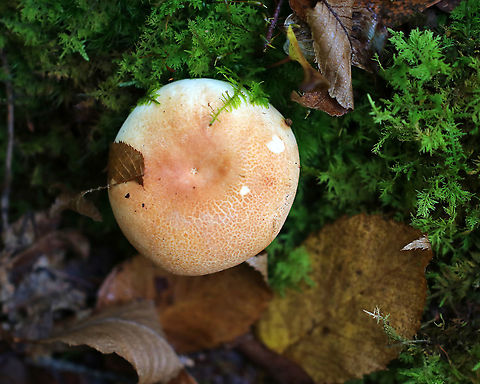 Russula ballouii Habitat: Growing on rotting, mossy wood in a mostly deciduous forest
https://www.jungledragon.com/image/93047/crusty_russula_-_russula_crustosa.html
https://www.jungledragon.com/image/93046/crusty_russula_-_russula_crustosa.html Fall,Geotagged,Russula ballouii,United States,fungus,mushroom