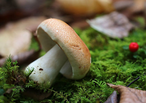 Russula ballouii Habitat: Growing on rotting, mossy wood in a mostly deciduous forest
https://www.jungledragon.com/image/93045/crusty_russula_-_russula_crustosa.html
https://www.jungledragon.com/image/93047/crusty_russula_-_russula_crustosa.html Fall,Geotagged,Russula ballouii,United States