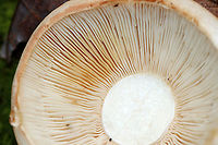 Russula ballouii Habitat: Growing on rotting, mossy wood in a mostly deciduous forest<br />
https://www.jungledragon.com/image/93045/crusty_russula_-_russula_crustosa.html<br />
https://www.jungledragon.com/image/93046/crusty_russula_-_russula_crustosa.html Fall,Geotagged,Russula ballouii,United States