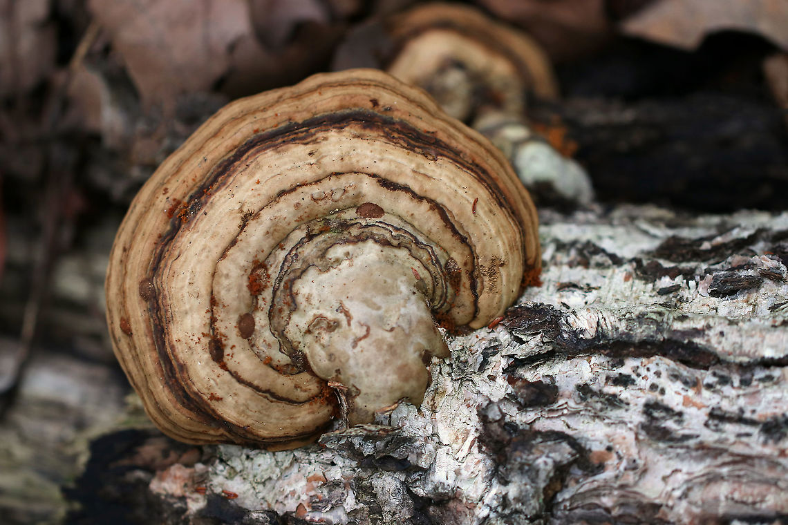 Fomes excavatus Habitat: Birch Fall,Fomes excavatus,Geotagged,United States,fomes