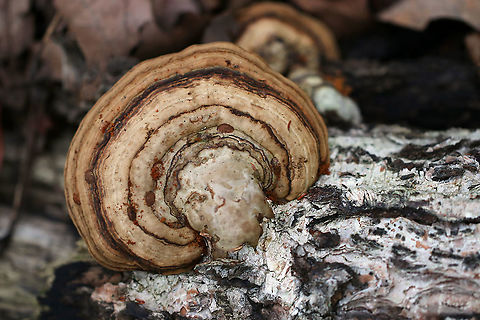 Fomes excavatus Habitat: Birch Fall,Fomes excavatus,Geotagged,United States,fomes