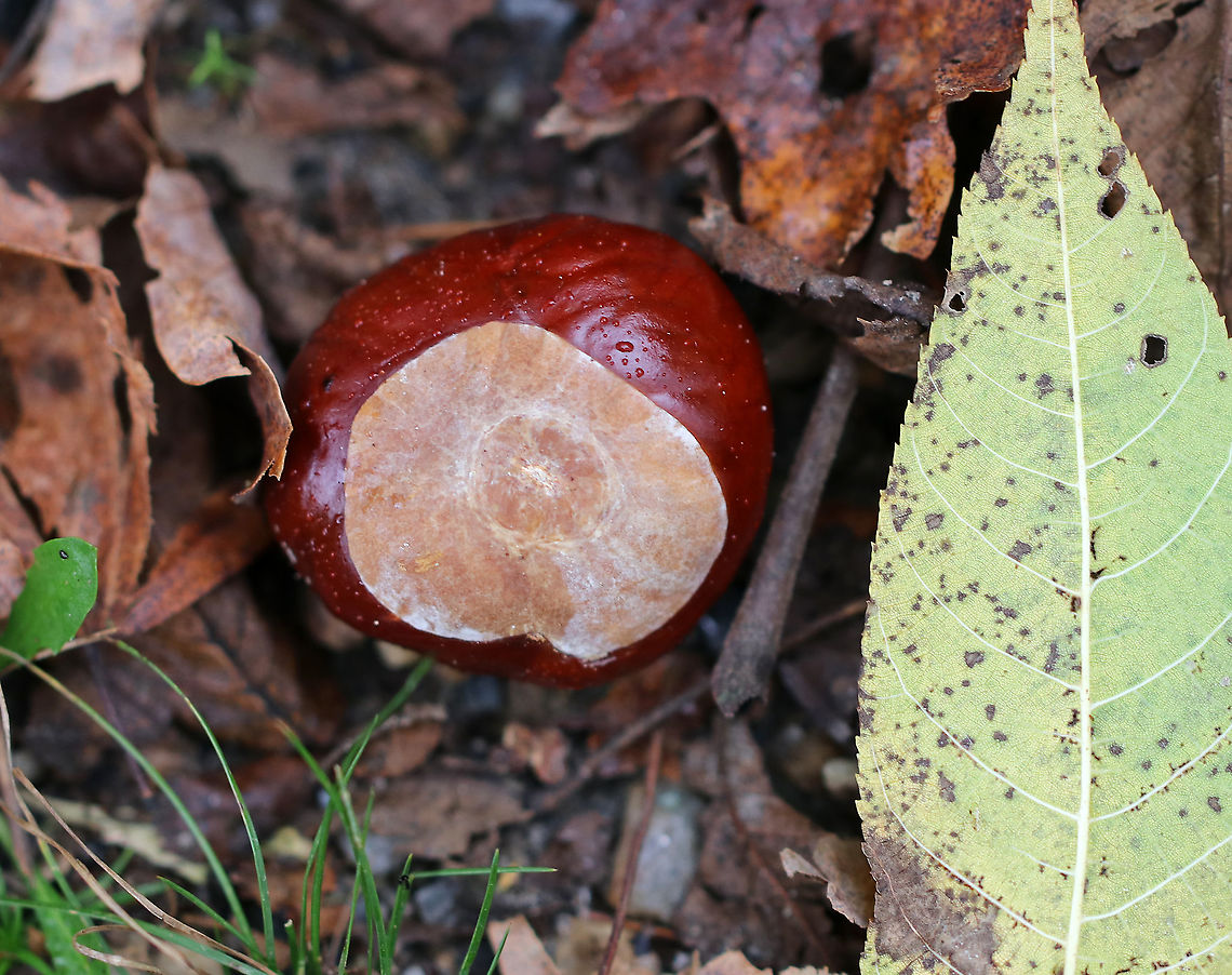 American Chestnut - Castanea dentata Native to eastern North America, American chestnut used to be pretty common until it was devastated during the first half of the 20th century by chestnut blight. Up to 4 billion trees were destroyed as a result. It's now listed as critically endangered.<br />
<br />
Habitat: Deciduous forest American chestnut,Castanea,Castanea dentata,Fall,Geotagged,United States,chestnut