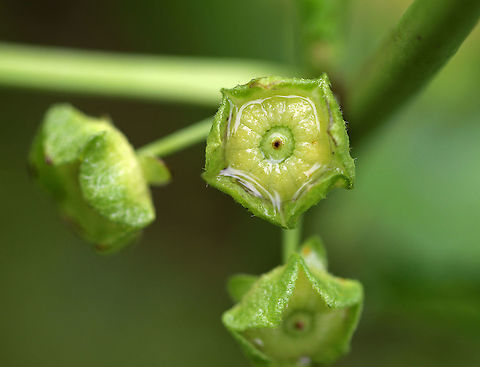 Common Mallow 'Cheeses' - Malva sylvestris The seed pods (pictured) of this plant are called 'cheeses" because they resemble wheels of cheese. They are edible, can be eaten raw, and have a sort of nutty flavor. 

Mallow is edible and also has medicinal properties. The leaves are edible and nutritious. They have mucilaginous properties, which tend to thicken soup. Leaf or root mallow tea is used to treat coughs and stomachaches, in addition to other ailments.   Fall,Geotagged,Malva,Malva sylvestris,United States,cheeses,mallow,mallow seed,seed pod