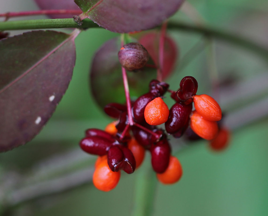 Winged Spindle - Euonymus alatus This bush has bright red leaves in the autumn, and is also called &quot;burning bush&quot;. The branches are winged and the fruit is dry, splitting open when ripe. Status: invasive<br />
<br />
Habitat: Growing along the edge of a forest.<br />
<br />
In winter, it looks like this:<br />
<figure class="photo"><a href="https://www.jungledragon.com/image/77393/winged_spindle_-_euonymus_alatus.html" title="Winged Spindle - Euonymus alatus"><img src="https://s3.amazonaws.com/media.jungledragon.com/images/3232/77393_thumb.jpg?AWSAccessKeyId=05GMT0V3GWVNE7GGM1R2&Expires=1769040010&Signature=U7XyQSMBdwGhqBzXyZE4zfxGcAI%3D" width="200" height="160" alt="Winged Spindle - Euonymus alatus This bush has bright red leaves in the autumn, and is also called &quot;burning bush&quot;. The branches are winged and the fruit is dry, splitting open when ripe. Status: invasive<br />
<br />
Habitat: Growing along the edge of a forest.<br />
https://www.jungledragon.com/image/77392/winged_spindle_-_euonymus_alatus.html<br />
https://www.jungledragon.com/image/77394/winged_spindle_-_euonymus_alatus.html Euonymus alatus,Geotagged,United States,Winter" /></a></figure><br />
 Euonymus,Euonymus alatus,Fall,Geotagged,United States,Winged spindle,burning bush