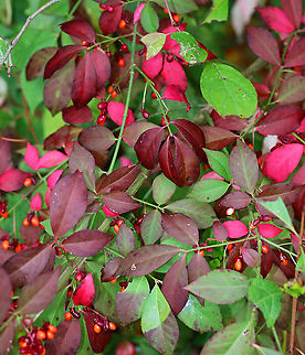 Winged Spindle - Euonymus alatus This bush has bright red leaves in the autumn, and is also called "burning bush". The branches are winged and the fruit is dry, splitting open when ripe. Status: invasive

Habitat: Growing along the edge of a forest.

In winter, it looks like this:
https://www.jungledragon.com/image/77393/winged_spindle_-_euonymus_alatus.html Euonymus alatus,Fall,Geotagged,United States,Winged spindle,burning bush