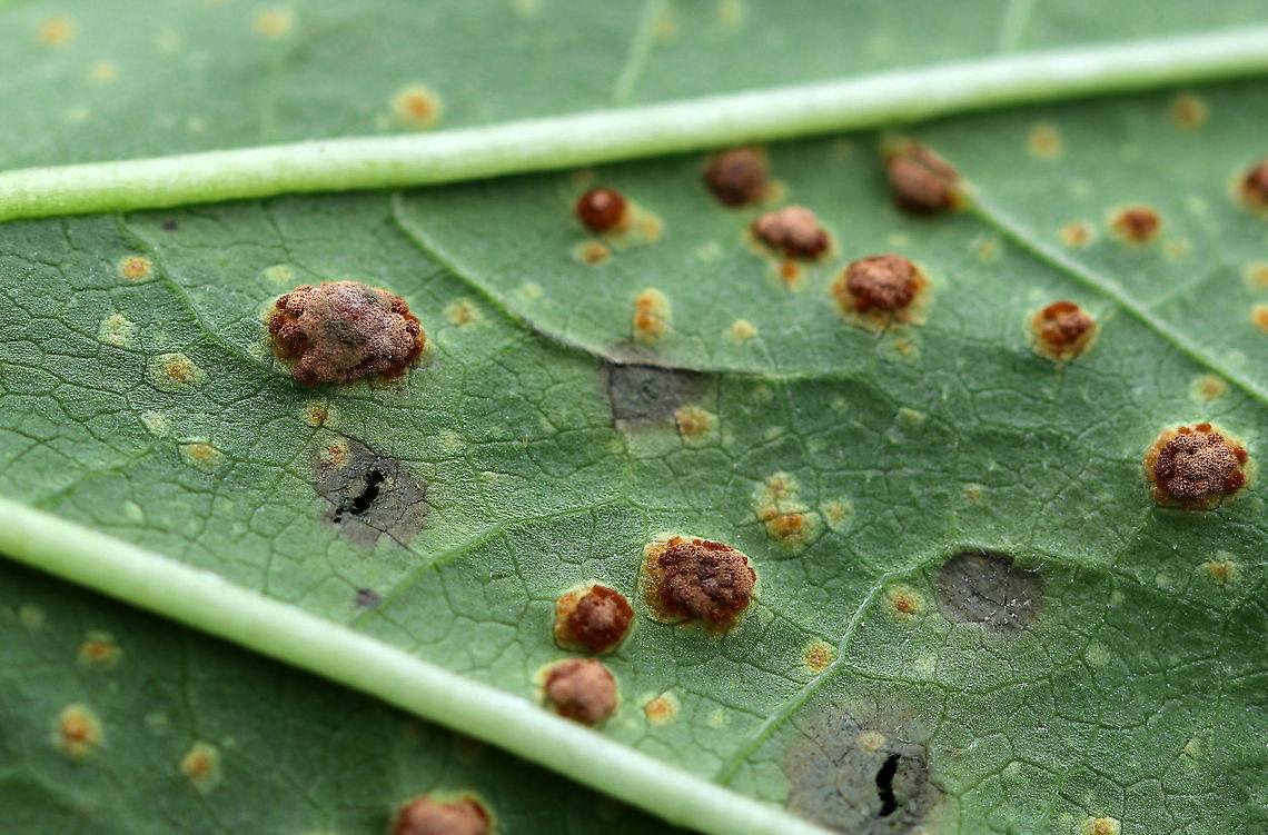 Mallow Rust - Puccinia malvacearum The mallow (Malva sp.) plants were covered in this rust.<br />
<br />
Habitat: Rural garden<br />
<figure class="photo"><a href="https://www.jungledragon.com/image/93099/mallow_rust_-_puccinia_malvacearum.html" title="Mallow Rust - Puccinia malvacearum"><img src="https://s3.amazonaws.com/media.jungledragon.com/images/3232/93099_thumb.jpg?AWSAccessKeyId=05GMT0V3GWVNE7GGM1R2&Expires=1759968010&Signature=NULTAi6BiYetB5rCdYh0yhvNq%2BU%3D" width="200" height="154" alt="Mallow Rust - Puccinia malvacearum The mallow (Malva sp.) plants were covered in this rust.<br />
<br />
Habitat: Rural garden<br />
https://www.jungledragon.com/image/93101/mallow_rust_-_puccinia_malvacearum.html<br />
https://www.jungledragon.com/image/93098/mallow_rust_-_puccinia_malvacearum.html<br />
https://www.jungledragon.com/image/93102/mallow_rust_-_puccinia_malvacearum.html<br />
<br />
<br />
A few weeks earlier:<br />
https://www.jungledragon.com/image/92161/mallow_rust_-_puccinia_malvacearum.html Fall,Geotagged,Mallow Rust,Puccinia malvacearum,United States,rust" /></a></figure><br />
<figure class="photo"><a href="https://www.jungledragon.com/image/93102/mallow_rust_-_puccinia_malvacearum.html" title="Mallow Rust - Puccinia malvacearum"><img src="https://s3.amazonaws.com/media.jungledragon.com/images/3232/93102_thumb.jpg?AWSAccessKeyId=05GMT0V3GWVNE7GGM1R2&Expires=1759968010&Signature=G85bPJ%2FGPtGJmwwAAg3EfX7OtTo%3D" width="200" height="200" alt="Mallow Rust - Puccinia malvacearum The mallow (Malva sp.) plants were covered in this rust.<br />
<br />
Habitat: Rural garden<br />
https://www.jungledragon.com/image/93098/mallow_rust_-_puccinia_malvacearum.html<br />
https://www.jungledragon.com/image/93101/mallow_rust_-_puccinia_malvacearum.html<br />
https://www.jungledragon.com/image/93099/mallow_rust_-_puccinia_malvacearum.html<br />
<br />
<br />
A few weeks earlier:<br />
https://www.jungledragon.com/image/92161/mallow_rust_-_puccinia_malvacearum.html Fall,Geotagged,Mallow Rust,Puccinia malvacearum,United States,rust" /></a></figure><br />
<figure class="photo"><a href="https://www.jungledragon.com/image/93101/mallow_rust_-_puccinia_malvacearum.html" title="Mallow Rust - Puccinia malvacearum"><img src="https://s3.amazonaws.com/media.jungledragon.com/images/3232/93101_thumb.jpg?AWSAccessKeyId=05GMT0V3GWVNE7GGM1R2&Expires=1759968010&Signature=UHHn4r%2B4SvPpv8e80Xm4K6dAavw%3D" width="200" height="160" alt="Mallow Rust - Puccinia malvacearum The mallow (Malva sp.) plants were covered in this rust.<br />
<br />
Habitat: Rural garden<br />
https://www.jungledragon.com/image/93102/mallow_rust_-_puccinia_malvacearum.html<br />
https://www.jungledragon.com/image/93098/mallow_rust_-_puccinia_malvacearum.html<br />
https://www.jungledragon.com/image/93099/mallow_rust_-_puccinia_malvacearum.html<br />
<br />
A few weeks earlier:<br />
https://www.jungledragon.com/image/92161/mallow_rust_-_puccinia_malvacearum.html Fall,Geotagged,Mallow Rust,Puccinia malvacearum,United States,rust" /></a></figure><br />
<br />
<br />
A few weeks earlier:<br />
<figure class="photo"><a href="https://www.jungledragon.com/image/92161/mallow_rust_-_puccinia_malvacearum.html" title="Mallow Rust - Puccinia malvacearum"><img src="https://s3.amazonaws.com/media.jungledragon.com/images/3232/92161_thumb.jpg?AWSAccessKeyId=05GMT0V3GWVNE7GGM1R2&Expires=1759968010&Signature=SjnXoWnVycyzlBwP8YHbfub%2FH1o%3D" width="200" height="154" alt="Mallow Rust - Puccinia malvacearum The mallow (Malva sp.) plants were covered in this rust.<br />
<br />
Habitat: Rural garden<br />
https://www.jungledragon.com/image/92163/mallow_rust_-_puccinia_malvacearum.html<br />
https://www.jungledragon.com/image/92162/mallow_rust_-_puccinia_malvacearum.html Geotagged,Puccinia malvacearum,Summer,United States,fungus,hollyhock rust,mallow,mallow rust,malva,rust" /></a></figure> Fall,Geotagged,Mallow Rust,Malva,Puccinia malvacearum,United States,fungus,mallow,rust