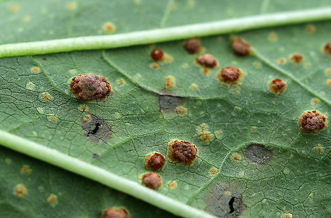 Mallow Rust - Puccinia malvacearum The mallow (Malva sp.) plants were covered in this rust.

Habitat: Rural garden
https://www.jungledragon.com/image/93099/mallow_rust_-_puccinia_malvacearum.html
https://www.jungledragon.com/image/93102/mallow_rust_-_puccinia_malvacearum.html
https://www.jungledragon.com/image/93101/mallow_rust_-_puccinia_malvacearum.html


A few weeks earlier:
https://www.jungledragon.com/image/92161/mallow_rust_-_puccinia_malvacearum.html Fall,Geotagged,Mallow Rust,Malva,Puccinia malvacearum,United States,fungus,mallow,rust