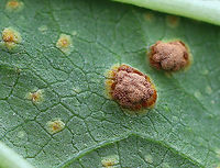 Mallow Rust - Puccinia malvacearum The mallow (Malva sp.) plants were covered in this rust.<br />
<br />
Habitat: Rural garden<br />
https://www.jungledragon.com/image/93101/mallow_rust_-_puccinia_malvacearum.html<br />
https://www.jungledragon.com/image/93098/mallow_rust_-_puccinia_malvacearum.html<br />
https://www.jungledragon.com/image/93102/mallow_rust_-_puccinia_malvacearum.html<br />
<br />
<br />
A few weeks earlier:<br />
https://www.jungledragon.com/image/92161/mallow_rust_-_puccinia_malvacearum.html Fall,Geotagged,Mallow Rust,Puccinia malvacearum,United States,rust