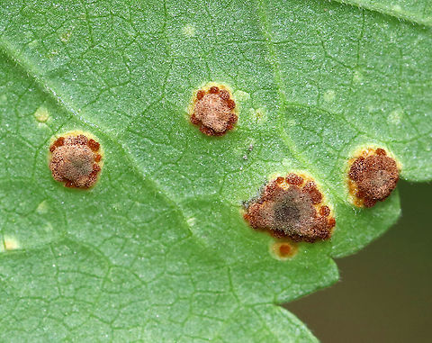 Mallow Rust - Puccinia malvacearum The mallow (Malva sp.) plants were covered in this rust.

Habitat: Rural garden
https://www.jungledragon.com/image/93102/mallow_rust_-_puccinia_malvacearum.html
https://www.jungledragon.com/image/93098/mallow_rust_-_puccinia_malvacearum.html
https://www.jungledragon.com/image/93099/mallow_rust_-_puccinia_malvacearum.html

A few weeks earlier:
https://www.jungledragon.com/image/92161/mallow_rust_-_puccinia_malvacearum.html Fall,Geotagged,Mallow Rust,Puccinia malvacearum,United States,rust