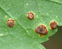 Mallow Rust - Puccinia malvacearum The mallow (Malva sp.) plants were covered in this rust.<br />
<br />
Habitat: Rural garden<br />
https://www.jungledragon.com/image/93102/mallow_rust_-_puccinia_malvacearum.html<br />
https://www.jungledragon.com/image/93098/mallow_rust_-_puccinia_malvacearum.html<br />
https://www.jungledragon.com/image/93099/mallow_rust_-_puccinia_malvacearum.html<br />
<br />
A few weeks earlier:<br />
https://www.jungledragon.com/image/92161/mallow_rust_-_puccinia_malvacearum.html Fall,Geotagged,Mallow Rust,Puccinia malvacearum,United States,rust