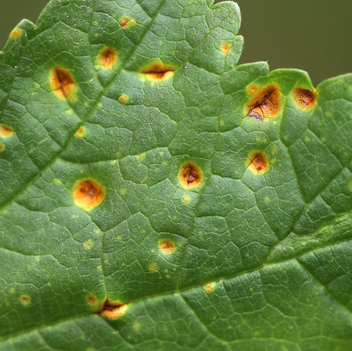 Mallow Rust - Puccinia malvacearum The mallow (Malva sp.) plants were covered in this rust.<br />
<br />
Habitat: Rural garden<br />
<figure class="photo"><a href="https://www.jungledragon.com/image/93098/mallow_rust_-_puccinia_malvacearum.html" title="Mallow Rust - Puccinia malvacearum"><img src="https://s3.amazonaws.com/media.jungledragon.com/images/3232/93098_thumb.jpg?AWSAccessKeyId=05GMT0V3GWVNE7GGM1R2&Expires=1759968010&Signature=YgvqBv8dr9O%2FoVx8T4IcHbRarPU%3D" width="200" height="132" alt="Mallow Rust - Puccinia malvacearum The mallow (Malva sp.) plants were covered in this rust.<br />
<br />
Habitat: Rural garden<br />
https://www.jungledragon.com/image/93099/mallow_rust_-_puccinia_malvacearum.html<br />
https://www.jungledragon.com/image/93102/mallow_rust_-_puccinia_malvacearum.html<br />
https://www.jungledragon.com/image/93101/mallow_rust_-_puccinia_malvacearum.html<br />
<br />
<br />
A few weeks earlier:<br />
https://www.jungledragon.com/image/92161/mallow_rust_-_puccinia_malvacearum.html Fall,Geotagged,Mallow Rust,Malva,Puccinia malvacearum,United States,fungus,mallow,rust" /></a></figure><br />
<figure class="photo"><a href="https://www.jungledragon.com/image/93101/mallow_rust_-_puccinia_malvacearum.html" title="Mallow Rust - Puccinia malvacearum"><img src="https://s3.amazonaws.com/media.jungledragon.com/images/3232/93101_thumb.jpg?AWSAccessKeyId=05GMT0V3GWVNE7GGM1R2&Expires=1759968010&Signature=UHHn4r%2B4SvPpv8e80Xm4K6dAavw%3D" width="200" height="160" alt="Mallow Rust - Puccinia malvacearum The mallow (Malva sp.) plants were covered in this rust.<br />
<br />
Habitat: Rural garden<br />
https://www.jungledragon.com/image/93102/mallow_rust_-_puccinia_malvacearum.html<br />
https://www.jungledragon.com/image/93098/mallow_rust_-_puccinia_malvacearum.html<br />
https://www.jungledragon.com/image/93099/mallow_rust_-_puccinia_malvacearum.html<br />
<br />
A few weeks earlier:<br />
https://www.jungledragon.com/image/92161/mallow_rust_-_puccinia_malvacearum.html Fall,Geotagged,Mallow Rust,Puccinia malvacearum,United States,rust" /></a></figure><br />
<figure class="photo"><a href="https://www.jungledragon.com/image/93099/mallow_rust_-_puccinia_malvacearum.html" title="Mallow Rust - Puccinia malvacearum"><img src="https://s3.amazonaws.com/media.jungledragon.com/images/3232/93099_thumb.jpg?AWSAccessKeyId=05GMT0V3GWVNE7GGM1R2&Expires=1759968010&Signature=NULTAi6BiYetB5rCdYh0yhvNq%2BU%3D" width="200" height="154" alt="Mallow Rust - Puccinia malvacearum The mallow (Malva sp.) plants were covered in this rust.<br />
<br />
Habitat: Rural garden<br />
https://www.jungledragon.com/image/93101/mallow_rust_-_puccinia_malvacearum.html<br />
https://www.jungledragon.com/image/93098/mallow_rust_-_puccinia_malvacearum.html<br />
https://www.jungledragon.com/image/93102/mallow_rust_-_puccinia_malvacearum.html<br />
<br />
<br />
A few weeks earlier:<br />
https://www.jungledragon.com/image/92161/mallow_rust_-_puccinia_malvacearum.html Fall,Geotagged,Mallow Rust,Puccinia malvacearum,United States,rust" /></a></figure><br />
<br />
<br />
A few weeks earlier:<br />
<figure class="photo"><a href="https://www.jungledragon.com/image/92161/mallow_rust_-_puccinia_malvacearum.html" title="Mallow Rust - Puccinia malvacearum"><img src="https://s3.amazonaws.com/media.jungledragon.com/images/3232/92161_thumb.jpg?AWSAccessKeyId=05GMT0V3GWVNE7GGM1R2&Expires=1759968010&Signature=SjnXoWnVycyzlBwP8YHbfub%2FH1o%3D" width="200" height="154" alt="Mallow Rust - Puccinia malvacearum The mallow (Malva sp.) plants were covered in this rust.<br />
<br />
Habitat: Rural garden<br />
https://www.jungledragon.com/image/92163/mallow_rust_-_puccinia_malvacearum.html<br />
https://www.jungledragon.com/image/92162/mallow_rust_-_puccinia_malvacearum.html Geotagged,Puccinia malvacearum,Summer,United States,fungus,hollyhock rust,mallow,mallow rust,malva,rust" /></a></figure> Fall,Geotagged,Mallow Rust,Puccinia malvacearum,United States,rust