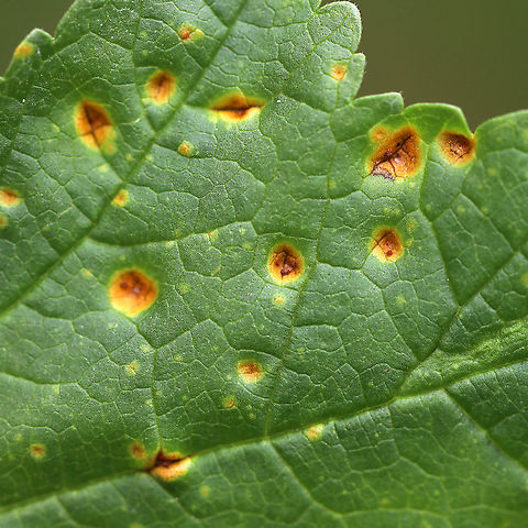 Mallow Rust - Puccinia malvacearum The mallow (Malva sp.) plants were covered in this rust.

Habitat: Rural garden
https://www.jungledragon.com/image/93098/mallow_rust_-_puccinia_malvacearum.html
https://www.jungledragon.com/image/93101/mallow_rust_-_puccinia_malvacearum.html
https://www.jungledragon.com/image/93099/mallow_rust_-_puccinia_malvacearum.html


A few weeks earlier:
https://www.jungledragon.com/image/92161/mallow_rust_-_puccinia_malvacearum.html Fall,Geotagged,Mallow Rust,Puccinia malvacearum,United States,rust