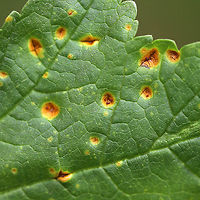 Mallow Rust - Puccinia malvacearum The mallow (Malva sp.) plants were covered in this rust.<br />
<br />
Habitat: Rural garden<br />
https://www.jungledragon.com/image/93098/mallow_rust_-_puccinia_malvacearum.html<br />
https://www.jungledragon.com/image/93101/mallow_rust_-_puccinia_malvacearum.html<br />
https://www.jungledragon.com/image/93099/mallow_rust_-_puccinia_malvacearum.html<br />
<br />
<br />
A few weeks earlier:<br />
https://www.jungledragon.com/image/92161/mallow_rust_-_puccinia_malvacearum.html Fall,Geotagged,Mallow Rust,Puccinia malvacearum,United States,rust