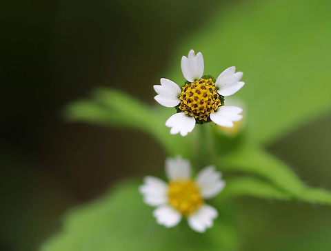 Galinsoga sp. I can't tell if this is Galinsoga quadriradiata or Galinsoga parviflora. They look the same to me!

Habitat: Rural garden
https://www.jungledragon.com/image/93112/galinsoga_sp.html
https://www.jungledragon.com/image/93105/galinsoga_sp.html Fall,Galinsoga,Geotagged,United States,quickweed