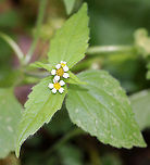 Galinsoga sp. I can't tell if this is Galinsoga quadriradiata or Galinsoga parviflora. They look the same to me!<br />
<br />
Habitat: Rural garden<br />
https://www.jungledragon.com/image/93112/galinsoga_sp.html<br />
https://www.jungledragon.com/image/93103/galinsoga_sp.html Fall,Geotagged,United States