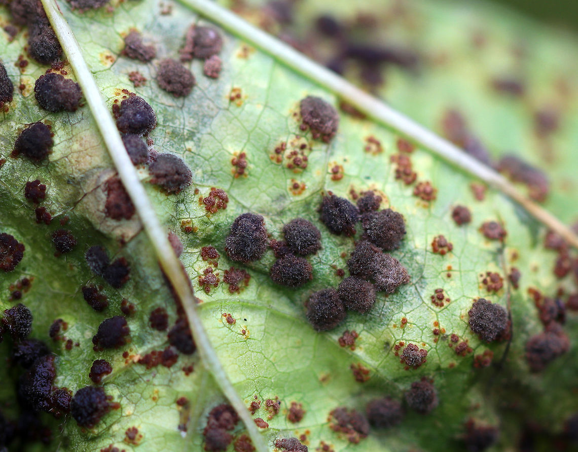 Mallow Rust - Puccinia malvacearum Habitat: Malva sp. in a rural garden.<br />
<figure class="photo"><a href="https://www.jungledragon.com/image/93118/mallow_rust_-_puccinia_malvacearum.html" title="Mallow Rust - Puccinia malvacearum"><img src="https://s3.amazonaws.com/media.jungledragon.com/images/3232/93118_thumb.jpg?AWSAccessKeyId=05GMT0V3GWVNE7GGM1R2&Expires=1759968010&Signature=S2ldIJYksEA6ZlnekPEgYyq%2BkVM%3D" width="200" height="154" alt="Mallow Rust - Puccinia malvacearum Habitat: On Malva sp. in a rural garden<br />
https://www.jungledragon.com/image/93116/mallow_rust_-_puccinia_malvacearum.html Fall,Geotagged,Mallow Rust,Puccinia malvacearum,United States,rust" /></a></figure> Fall,Geotagged,Mallow Rust,Puccinia malvacearum,United States,rust